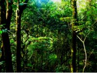 大自然地暖实木地板：莫塔马湾山游记