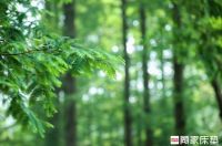 杭州植物园绿荫氧吧跑场，顾家床垫带你追梦开跑