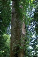 80年方成材，一起来揭秘大自然印茄地暖实木地背后的故事