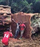 大暑之后热的尽兴，安信实木地板稳如磐石