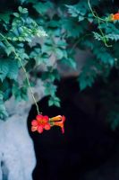 红日家具:枝己,意不直述的写意中式空间