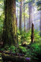 盖博龙骨芯三层实木地板色差是地板的天赋,让家美出新高度