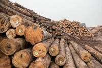 2019年木材与木制品贸易总额下降12%，美国占比大幅缩减！