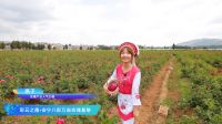 长虹美菱刷新嵌入式冰箱最高标准 502WQ3S全面薄新品瑰丽上市