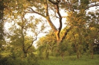 自带青春气息的榆绿木，是这样炼成的