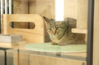 DOMEO豆喵：这对年轻的清华情侣，给流浪猫造了个“猫别墅