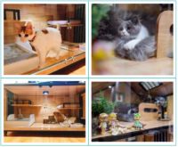 DOMEO豆喵：这对年轻的清华情侣，给流浪猫造了个“猫别墅