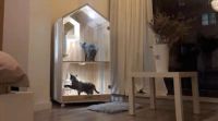 DOMEO豆喵：这对年轻的清华情侣，给流浪猫造了个“猫别墅