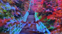 荣耀智慧屏X1体验：家庭观影新选择 智慧交互新入口