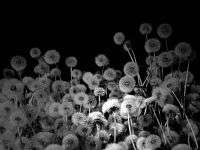 上海明珠美术馆“以花之名”展览八月盛大开幕