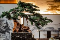 2020「酷+创造营」先锋设计师选拔-王平-行芸轩雅苑