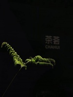 深圳展奇遇茶空间，茶文化的全新载体