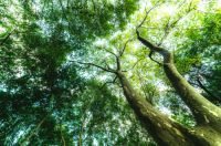 澳思柏恩阻燃OSB板:争取救援时间 阻燃在一线