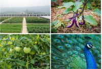 揭秘朗萨屋顶菜园，打卡重庆的“诗与远方”