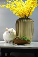 2020「酷+创造营」先锋设计师选拔-岑君霆《懂先生的猫》