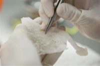 “傲娇”的燕窝可以喝 ！开盖即饮的小美燕窝露面市啦