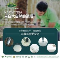 十大乳胶品牌排名「娜帕蒂卡」助力打造泰乳胶行业标杆