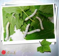 金加瀛蚕丝被|在糯糯软软中安心睡眠不再是梦！