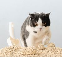 铲屎官须知| 猫砂种类多多，这款益和猫砂才是最优选择