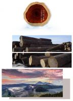 感悟百年珍品——阔叶黄檀的历史沉淀