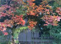 中海物业 | 看秋色,请留步中海