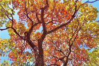 中海物业 | 看秋色,请留步中海