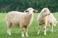 2022年禁结婚属相有哪些 2022年必定结婚的属相有哪些