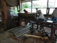 阿根廷紫檀：南美硬木之王