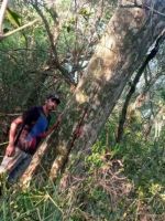 阿根廷紫檀：小叶紫檀的最佳替代材