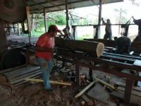 阿根廷紫檀：小叶紫檀的最佳替代材