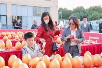 科度实录：11月15日金蛋“抢砸”背后