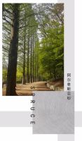 QD新品 | 在家，营造“森林感”
