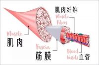 SKG按摩筋膜枪，健身房的放松好伴侣