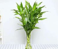家里什么植物都可以不养，唯独这4种万万要种上，难怪越住越健康