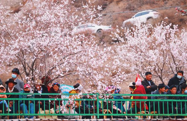 第四届觉龙桃花节开幕，芒康县政府邀你来网红地打卡