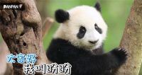 2021 熊猫“盼盼”归来 盼盼安全门再次终身认养一只大熊猫