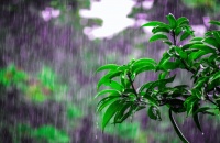 谷雨健脾祛湿食谱轻松做，田螺云厨带来进补新方式