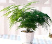 代表友情送什么花更好啊  这五种花代表友情