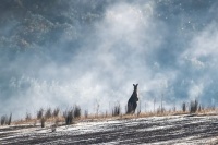 轻奢青木川 大道尤至简