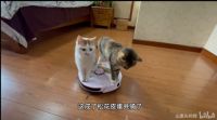 美的猫爪粉扫地机：Z世代是“我敢人设自由”的一代