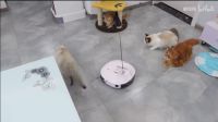 美的猫爪粉扫地机：Z世代是“我敢人设自由”的一代