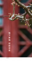 檐下寒梅 绽放诗意