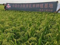 小吉小力：赋能打造“家庭第三空间”，开启亲子餐厅进阶新场景