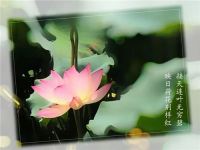 诺维家全屋定制：君子当如竹：轻奢 · 竹青系列