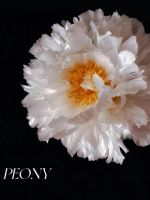 新品重磅上市-让鲜花说话