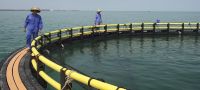 强化深水抗风浪技术，联塑海洋养殖网箱向深海延伸