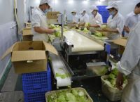 净菜加工设备专家：北京新兴荣福高效净菜加工设备，助力净菜加工行业美好未来！