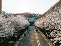 赴春天之约 云上觅春·晚安樱花节浪漫来袭