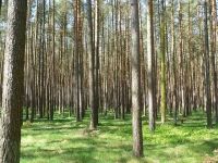 高德“木纹转印”，让生活与自然同栖