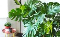 震惊到了！原来这3种植物也可以去除甲醛，好养还实用